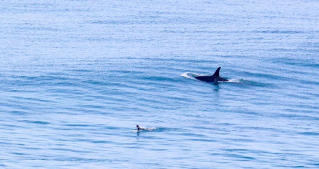 whale in line up