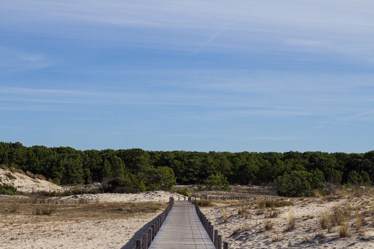 biscarosse pine forest