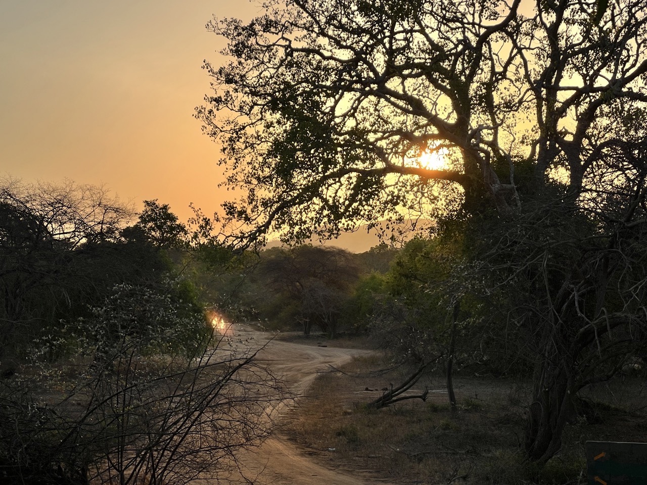 golden hour Yala National Parc