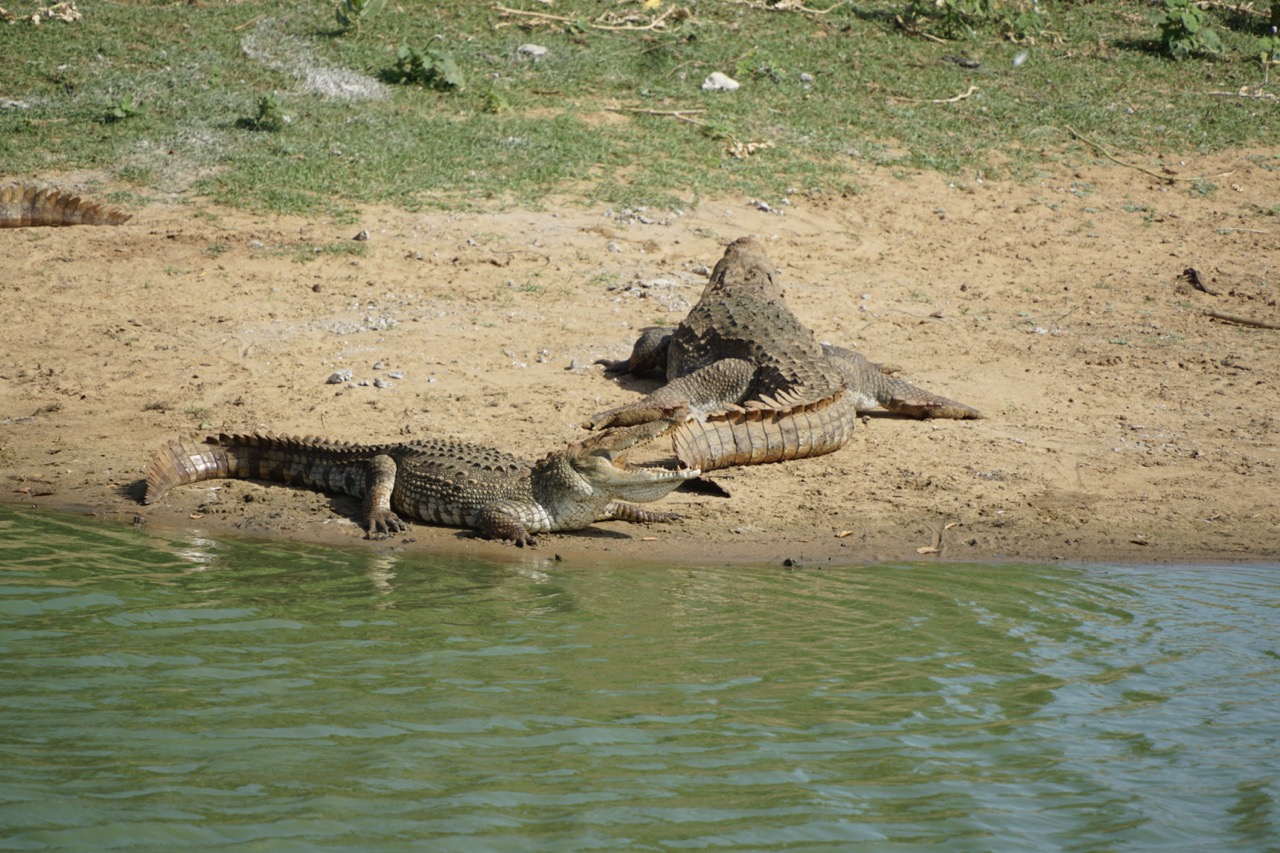 crocodile yala