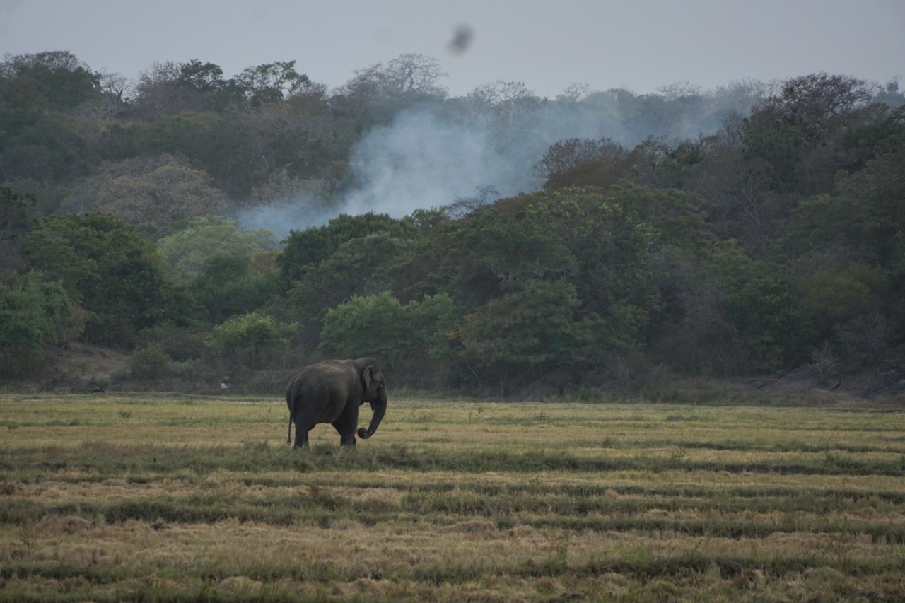 elephant near elephant rock