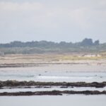 la torche
