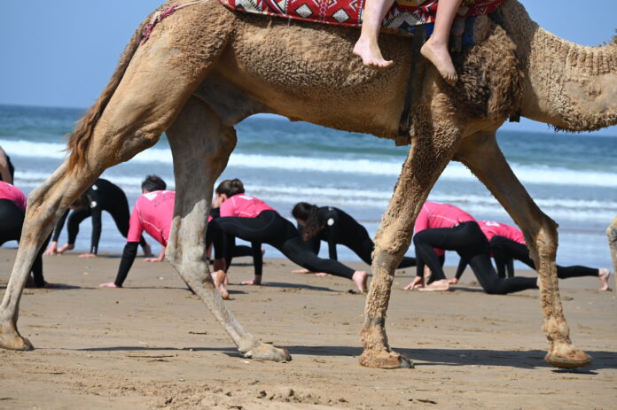 dfrost surf warming up